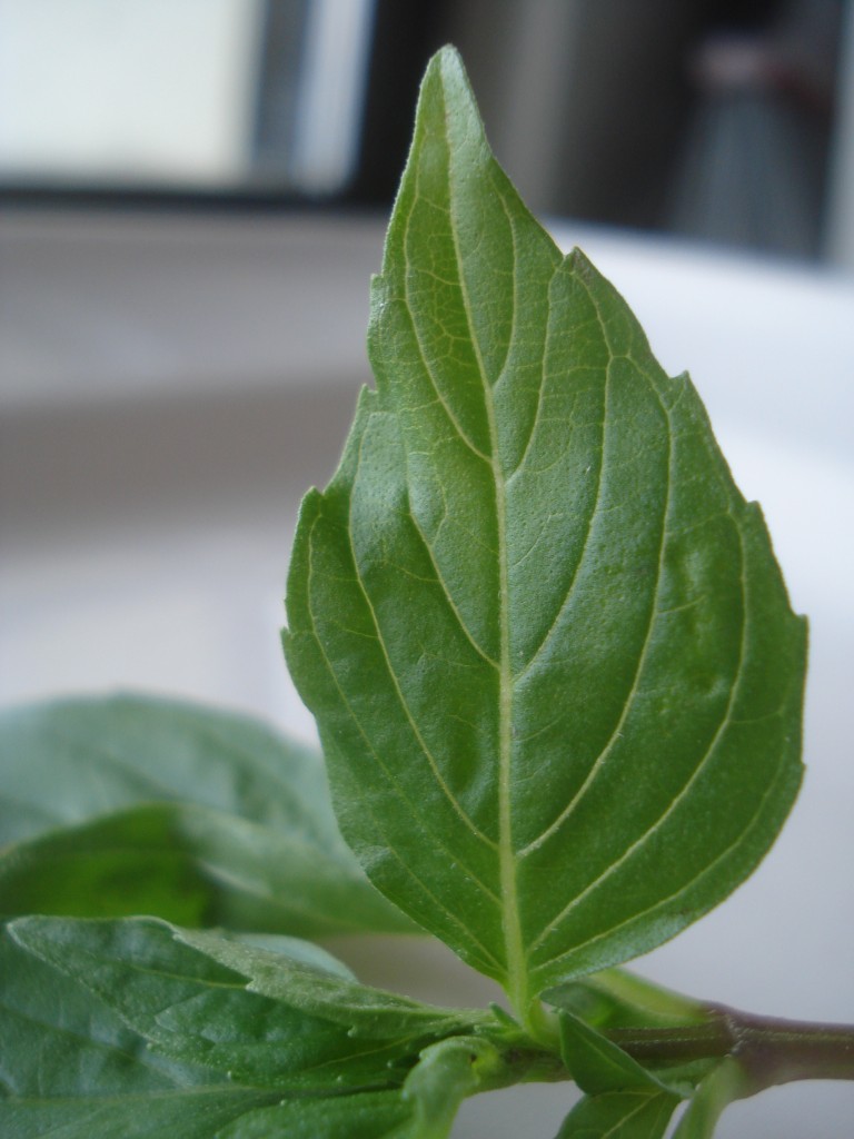 thaibasilleaf